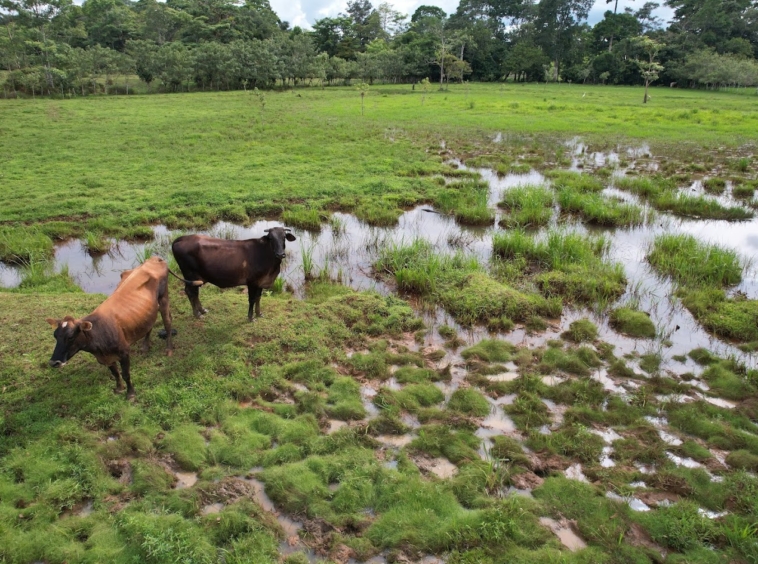 Finca Lechera en Costa Rica